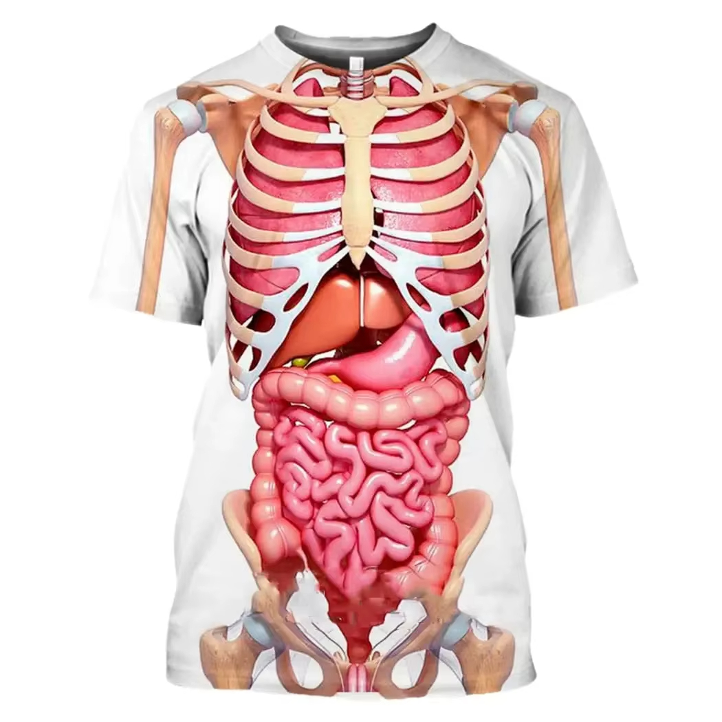 Male Skeleton Internal Organs  - 3D Printing Diagram reseña y precio