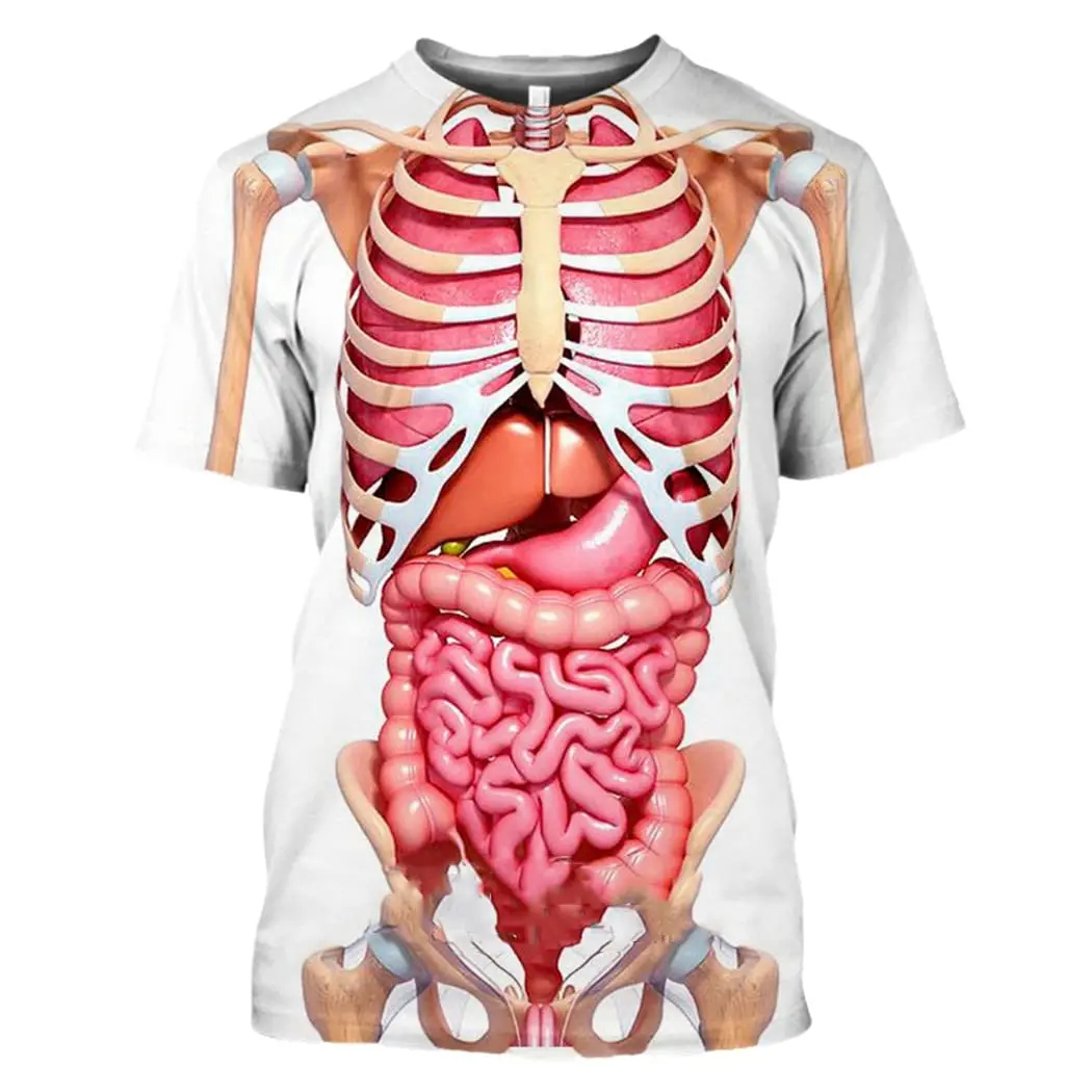 Male Skeleton Internal Organs  - 3D Printing Diagram reseña y precio